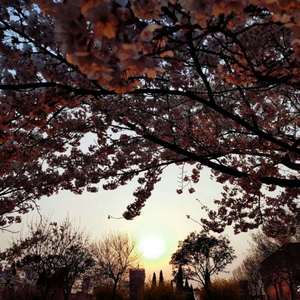 日本中文字幕在线观看
